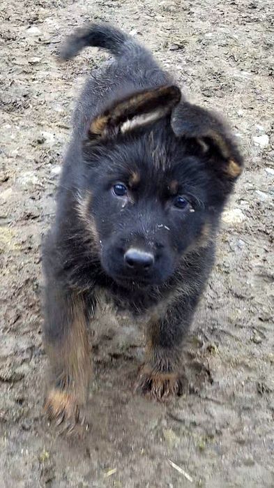 Ciobanesc german linie veche