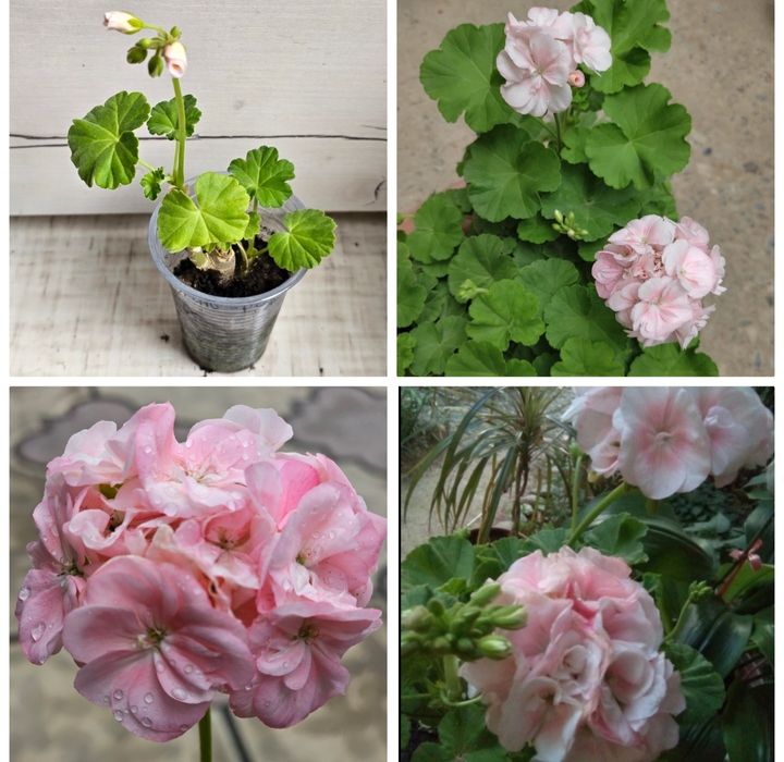 Комнатные цветы, неприхотливые