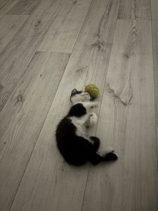 отдаю двух котят даром