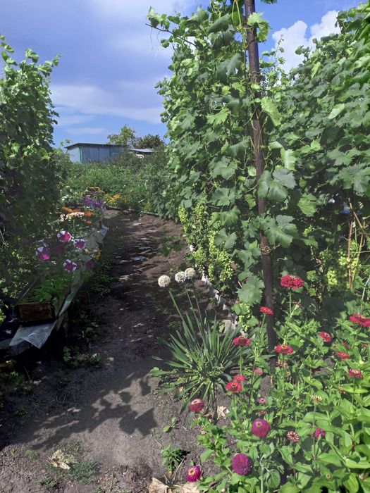 Продам дачу в обществе Энергетик-1