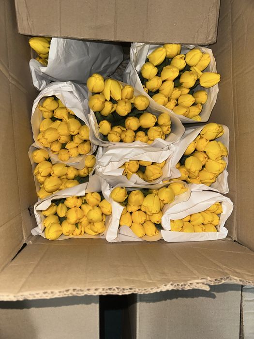 Тюльпаны оптом Алматы