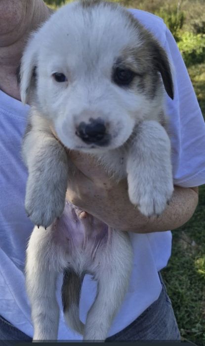 Adopție pui catel