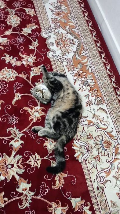 Потеряли 29 июня с 00:00 до 4 утра кошку, скоттиш вислоухая, дев, ищем