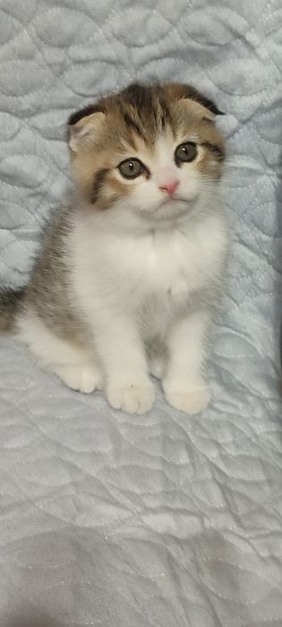 Продаются шотландские вислоухие