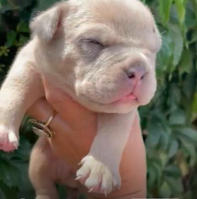 Щенки американский булли