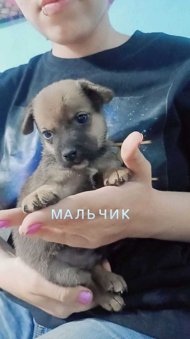 Щенки 1 месяц- мальчики и девочки