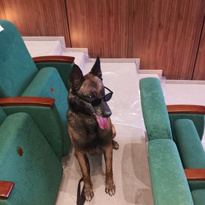 Вяска белгейский овчарка Малинуа