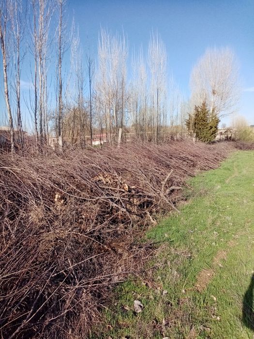 O'tin tekinga / Дрова бесплатно