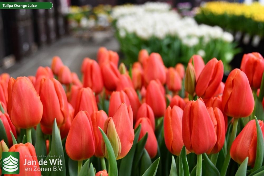 Голландские тюльпаны Оптом