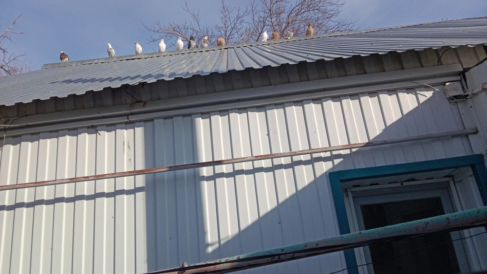 Продам разных голубей всех сразу