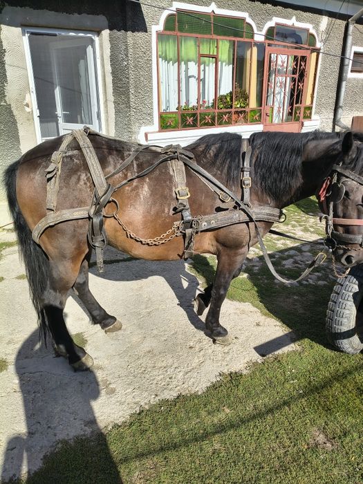 Cal caruța și ham de vânzare