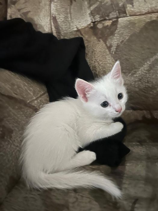 Отдам в добрые руки