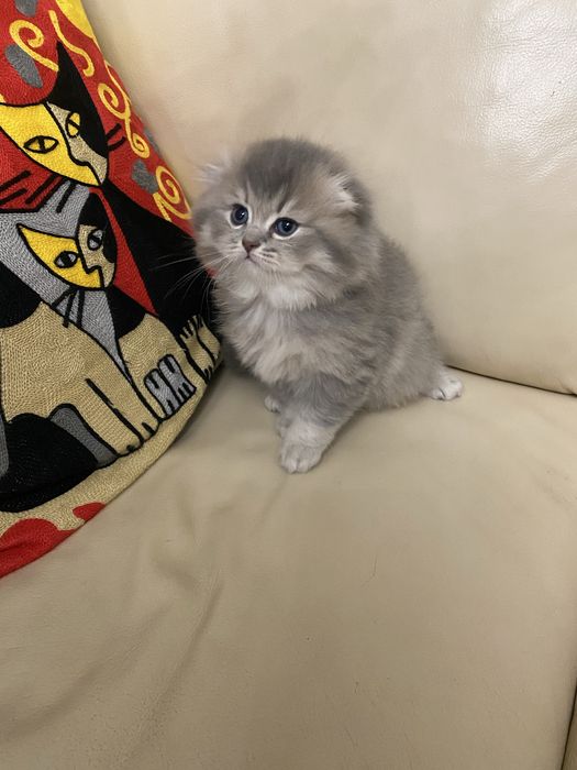 Котята шотландские вислоухие