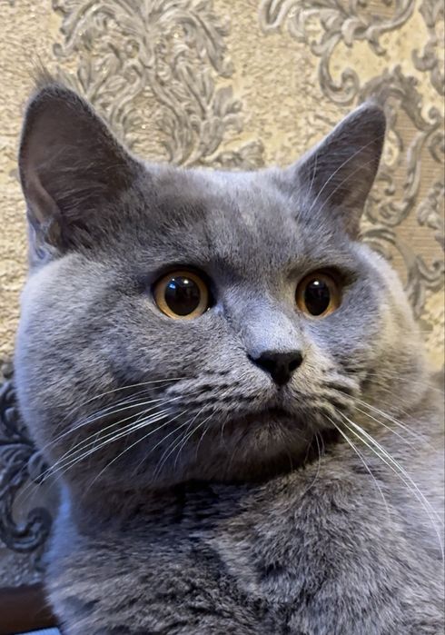 British shorthair