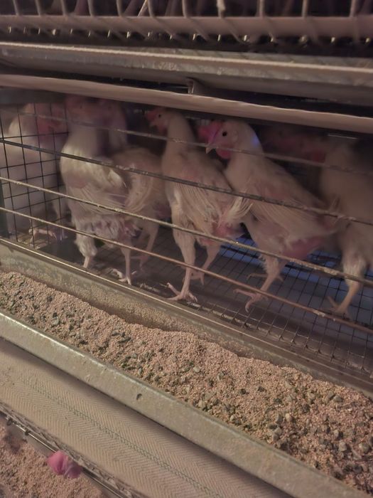 Куры несушки  Пивзавод