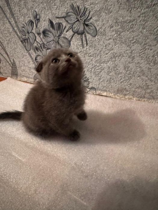 Котята бесплатно
