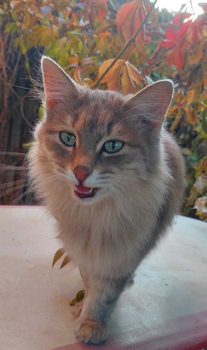 пушистая кошка 2 года