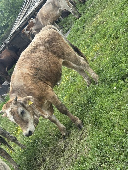 Vitea de vanzare, 1 an jumate
