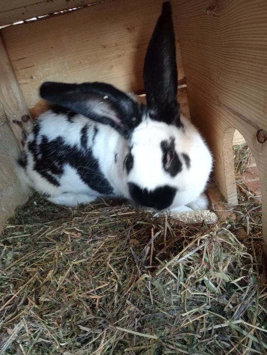 Vând iepuroaica hycole 7 luni