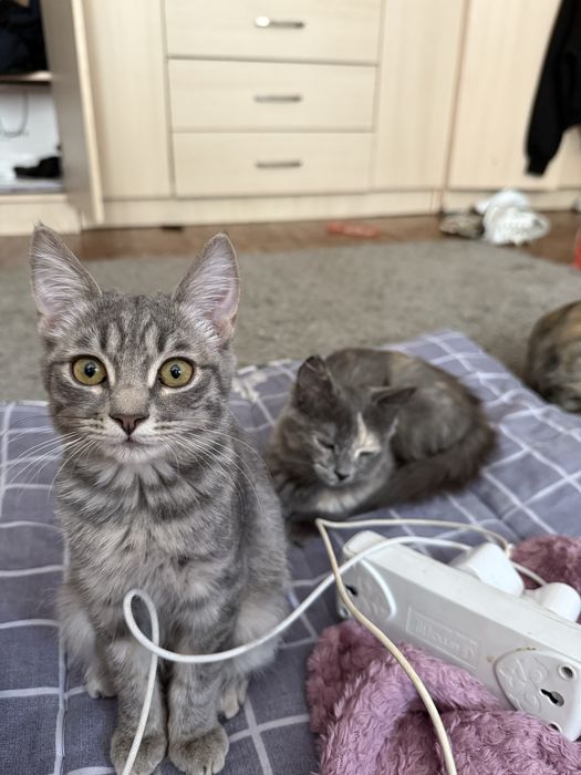 Отдам котят в добрые руки