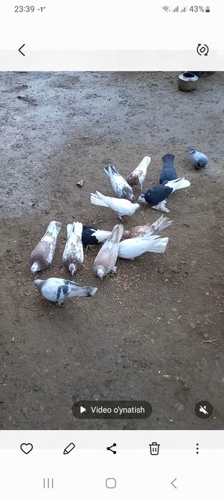 Uchib oyiniga garantiya