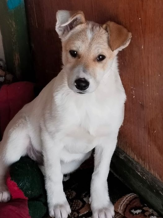 Одадим в хорошие руки