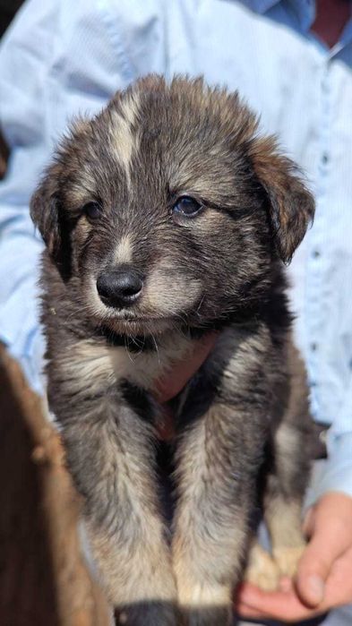 В ответственные руки щенки