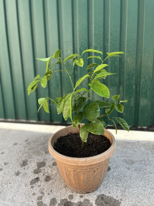 Продаем лимоны и мандарины