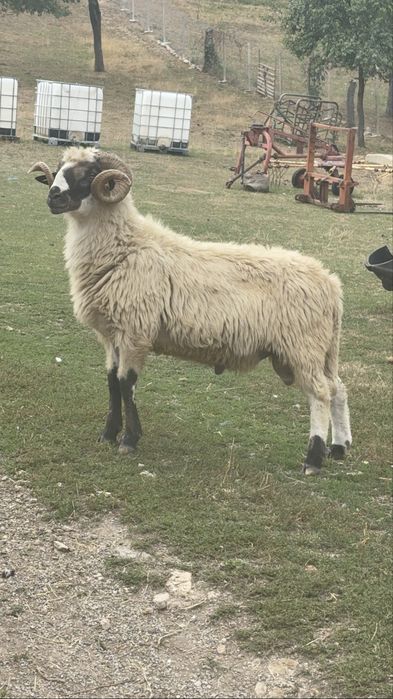 Vand 37 de oi si un berbec