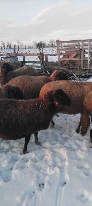 Oi carabase cu cap negru de Teleorman