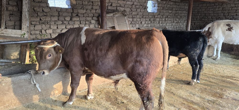 Бұқа сатылады, симментал