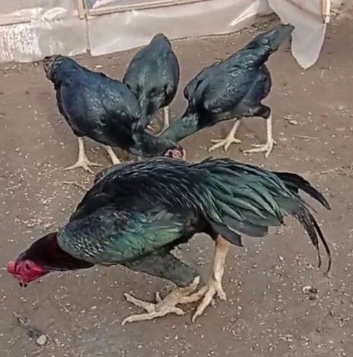 Реально ДЕРЗКИЕ О Шамо немцы . 28 января вывод.