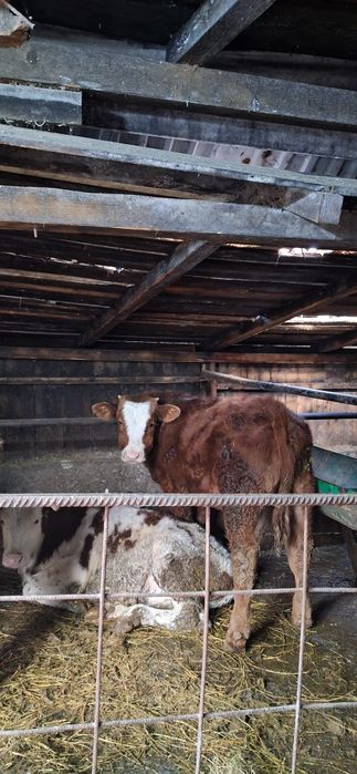 Vând 4 taurasi  intarcati