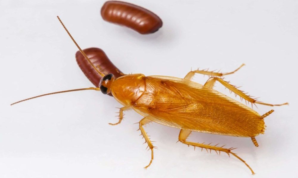 Дезинфекция / дезинсекция таракан