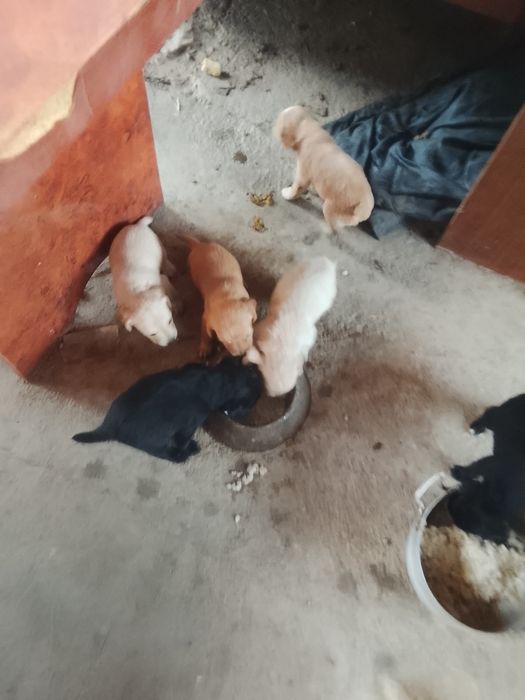 Отдам в добрые руки