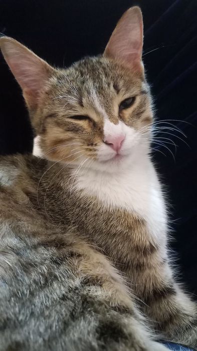 Yaxshi qizbola mushuk