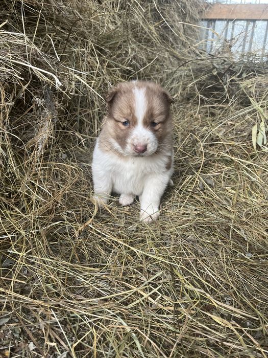 Продаю щенков хаски