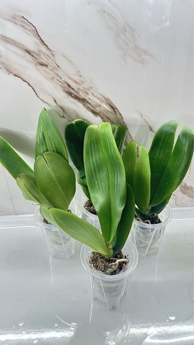 Орхидеи по 2500т ….