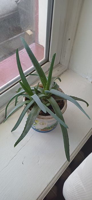 Алоэ Вера.      .