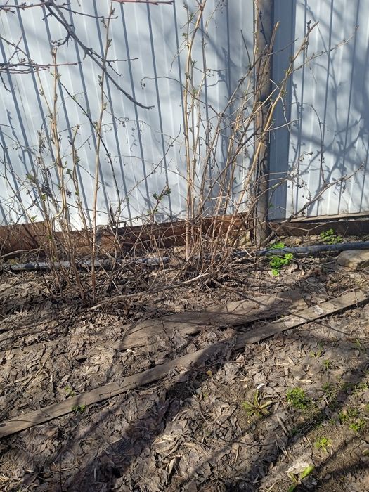 Продам Вишню сливу