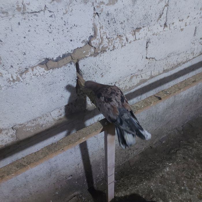 Орех самка ширик 17хвост