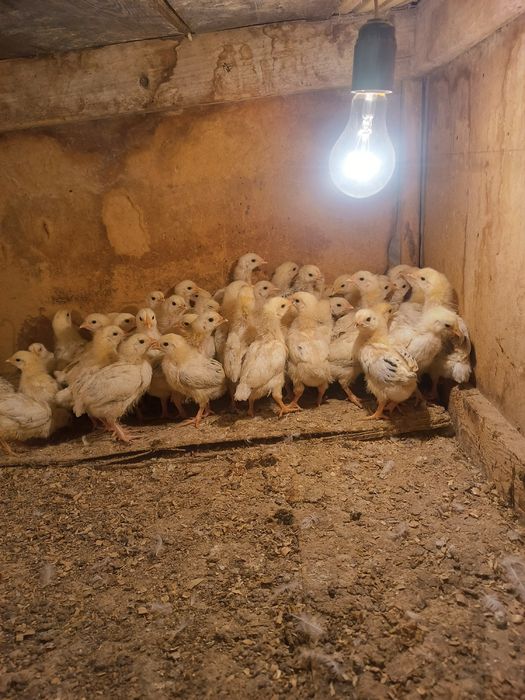 Адлер шожектер сатылады