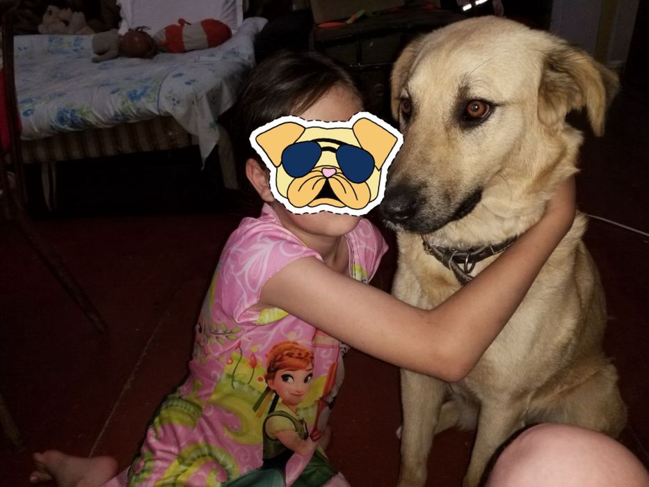 Отдадим даром домашнюю собаку