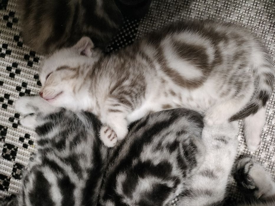 Котята ,, Скоттиш фолд,,  Скоттиш страйт