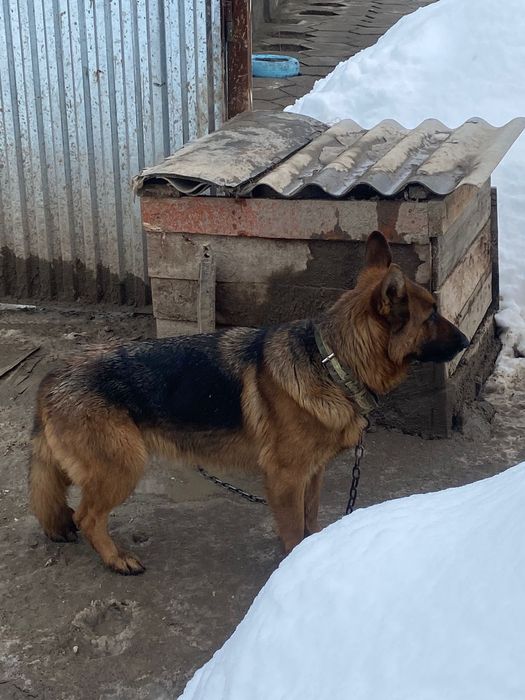 Прподаётся чистая овчарка