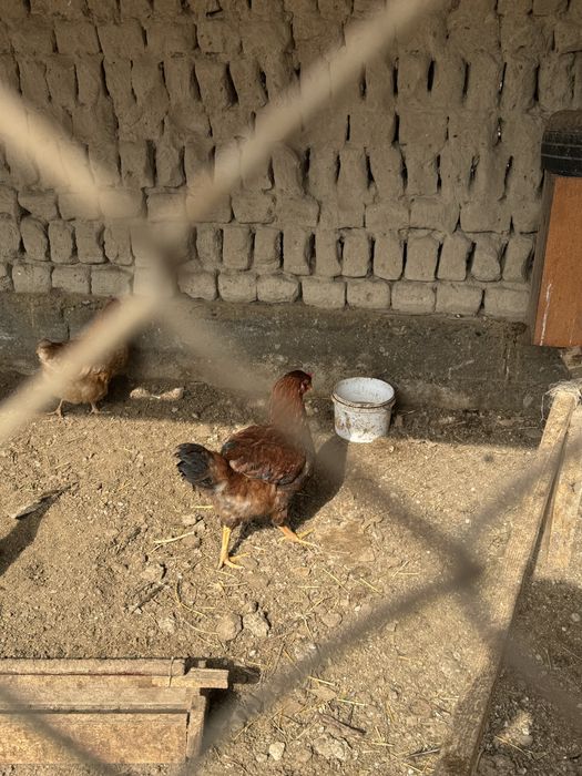 Петух,қораз,иитииити