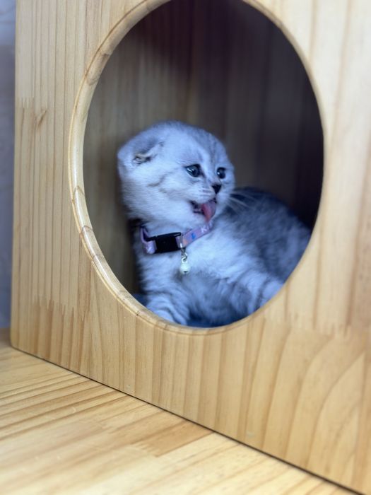 Чистакровная девочка  скоттиш фолд  с паспортом