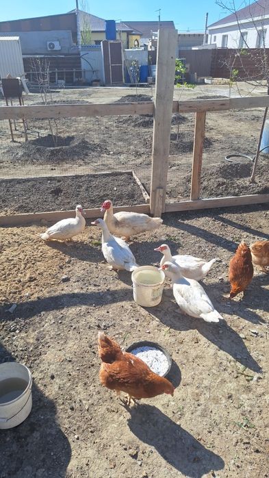 Индоутки  семейка