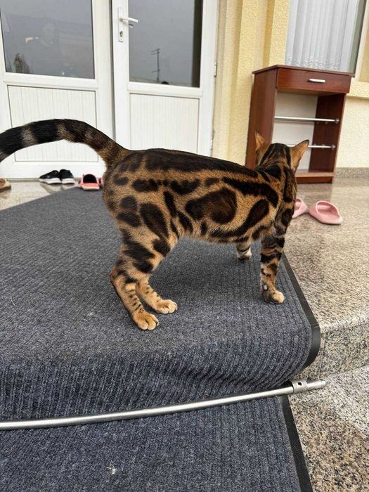 Продам бенгальского кота