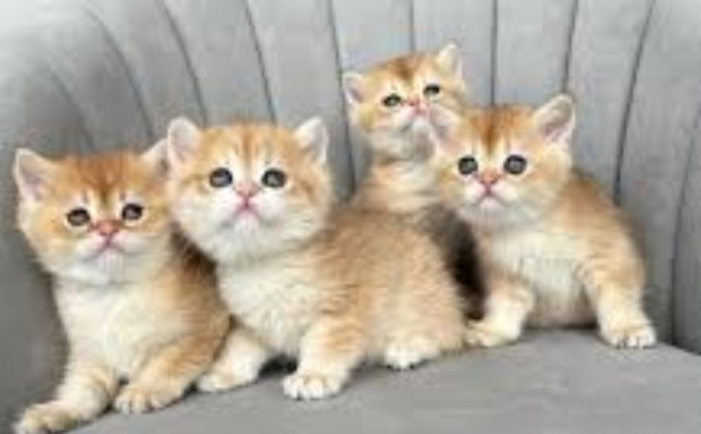 Продажа золотых шиншил